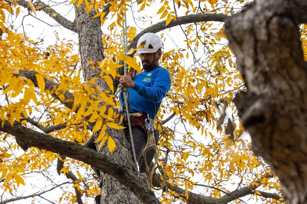 Skilled Tree Trimming crew working in Dycusburg